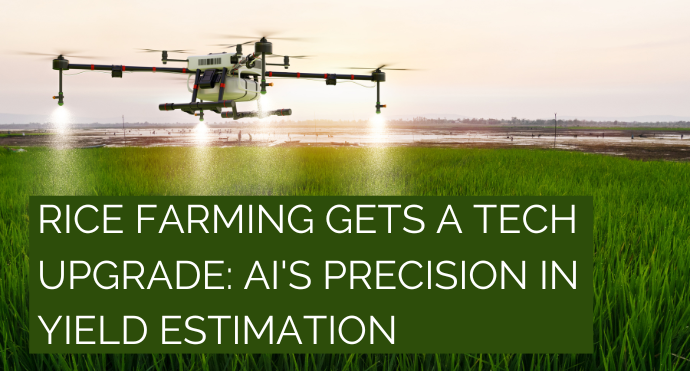 Rice Farming Gets a Tech Upgrade AI's Precision in Yield Estimation